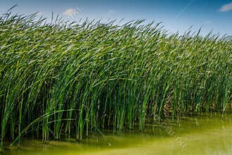 Water Grass