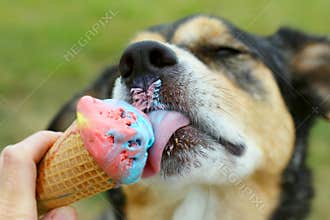 Happy Dog Licking Ice Cream Cone
