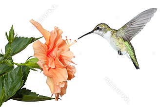 Hummingbird and Hibiscus