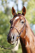 Extreme closeup of a domestic saddle horse on a rural animal farm. Portrait of an angloarabian chestnut colored stallion against