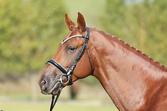 Extreme closeup of a domestic saddle horse on a rural animal farm. Portrait of an angloarabian chestnut colored stallion against