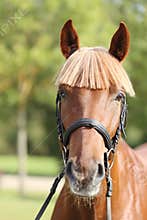 Extreme closeup of a domestic saddle horse on a rural animal farm. Portrait of an angloarabian chestnut colored stallion against