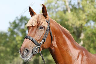 Extreme closeup of a domestic saddle horse on a rural animal farm. Portrait of an angloarabian chestnut colored stallion against