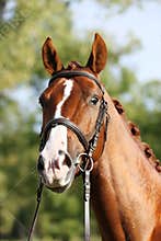 Extreme closeup of a domestic saddle horse on a rural animal farm. Portrait of an angloarabian chestnut colored stallion against