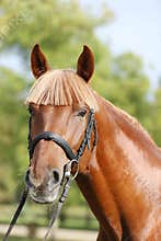 Extreme closeup of a domestic saddle horse on a rural animal farm. Portrait of an angloarabian chestnut colored stallion against