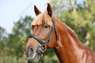 Extreme closeup of a domestic saddle horse on a rural animal farm. Portrait of an angloarabian chestnut colored stallion against