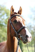 Extreme closeup of a domestic saddle horse on a rural animal farm. Portrait of an angloarabian chestnut colored stallion against