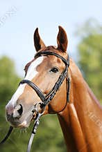 Extreme closeup of a domestic saddle horse on a rural animal farm. Portrait of an angloarabian chestnut colored stallion against
