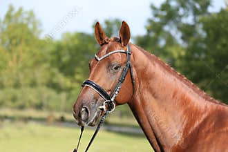 Extreme closeup of a domestic saddle horse on a rural animal farm. Portrait of an angloarabian chestnut colored stallion against