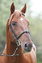 Extreme closeup of a domestic saddle horse on a rural animal farm. Portrait of an angloarabian chestnut colored stallion against