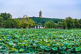 The scenery of China\'s Changchun Jingyuetan National Forest Park with blooming lotus
