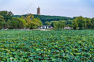 The scenery of China\'s Changchun Jingyuetan National Forest Park with blooming lotus