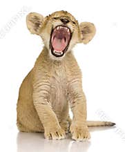 Lion Cub (3 months)