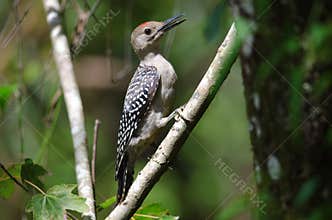 Red-bellied Woodpecker