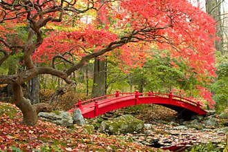Japanese Garden and red bridge