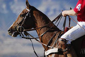 Polo horse