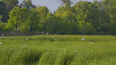 Many river gulls hunt fish in lakes, rivers, and canals. Seagulls fly over
