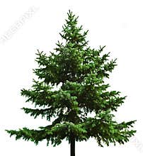 Bare Christmas tree