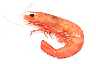 Shrimp
