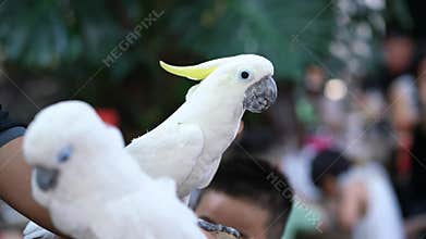 Portrait Yellow crested cockatoo being petted