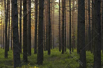 Pine forest