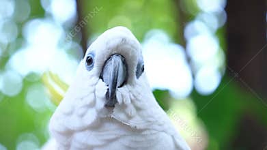Portrait Yellow crested cockatoo a medium sized cockatoo with white plumage, bluish white bare orbital skin, grey feet