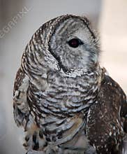 Barred Owl