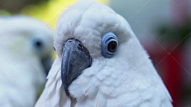 Portrait Yellow crested cockatoo a medium sized cockatoo with white plumage, bluish white bare orbital skin, grey feet