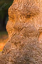 Old Tree Trunk Resembling an Old Man with Beard