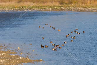 Flock of Ducks in a Heart Shaped Formation