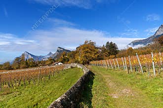 hiking trail leading through the vineyards of Maienfeld village in autumn