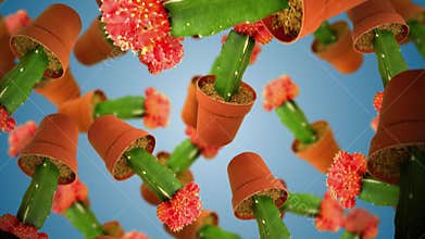 Pilosocereus magnificus cacti