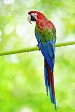 Big parrot