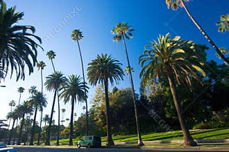 California palm trees