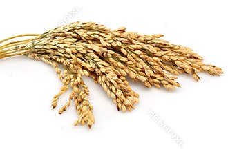 Rice stalks