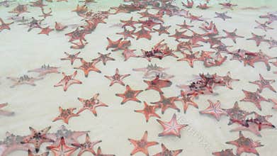 Group of Glittering Starfish on sandy beach in a beautiful sunny day.