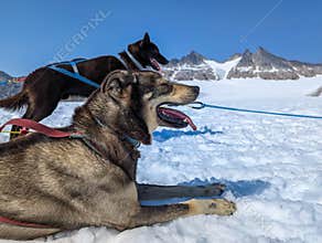 Huskies taking a break during sledding
