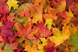 Colorful fall leaves