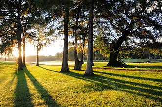 Sunrise, trees and grass