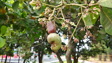 raw cashew fruits on the tree