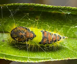 Butterfly chrysalis.
