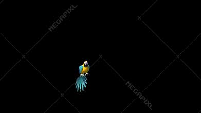 Parrot Flies Alpha Matte 3D Rendering Animation Animals