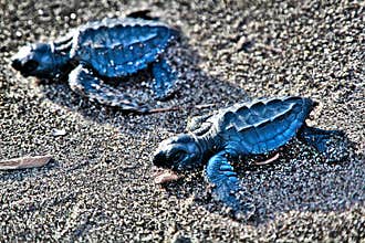 Wildlife in Guatemala: A pair of Olive ridley sea turtle hatchlings is seen moving towards the Ocean