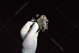 Wildlife in Guatemala: A Geoffroy\'s tailless bat is seen handled by a biologist during a bat survey