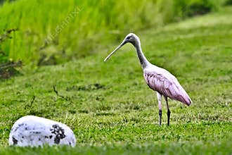 Wildlife in Guatemala: A Roseate spoonbill is seen walking looking for food
