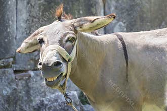 Smiling mule
