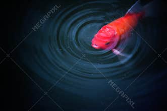 Fish in pond nature background
