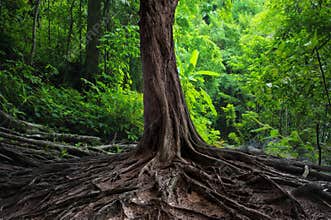 Old tree with big roots in green jungle
