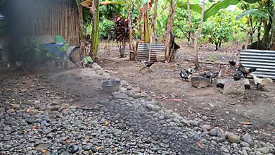 Pet chickens and ducks are roaming around the yard in the morning