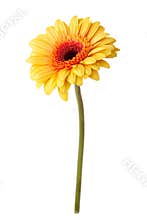 Yellow daisy flower isolated on white